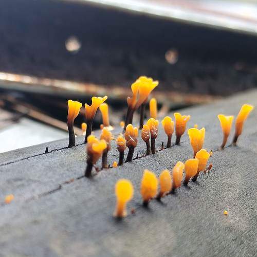 Photo #10268929
