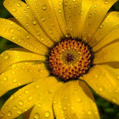 Splash of nature