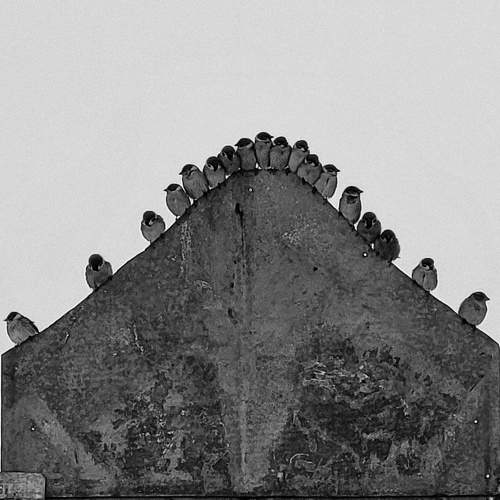 Photo #10270501