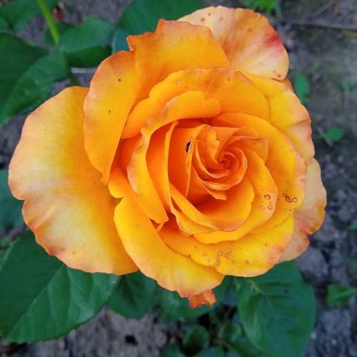 Photo #10270511