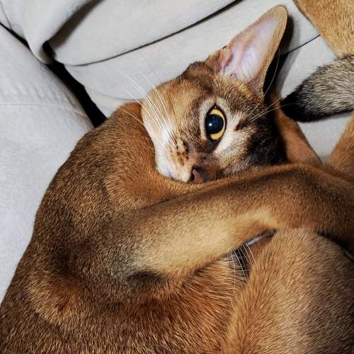 Photo #10270887