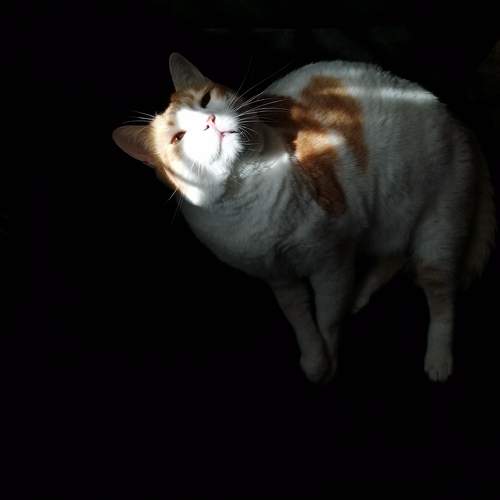 Photo #10271786