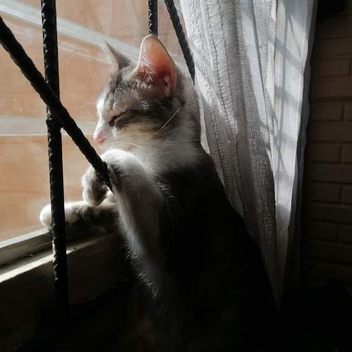 Photo #10271787