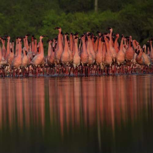 Courtship dance of Lesser flamingos