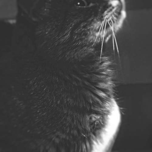 Photo #10274549