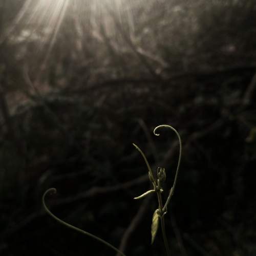 Photo #10274861