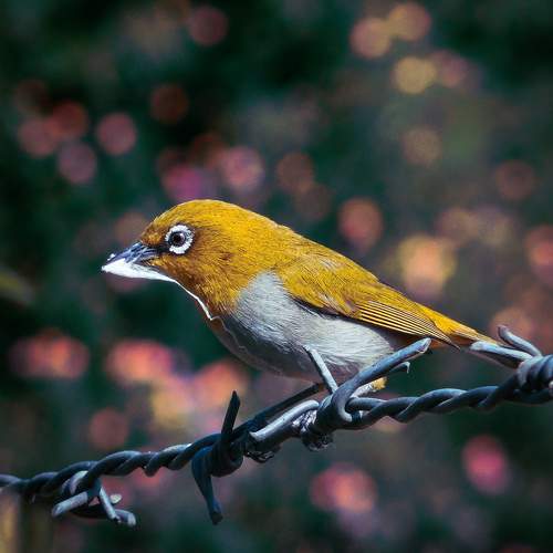 Nature beauty