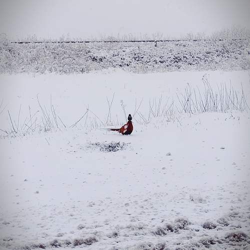 Photo #10277111