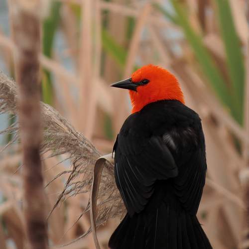 Photo #10278137