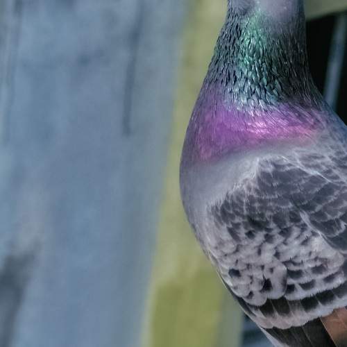 Photo #10280483