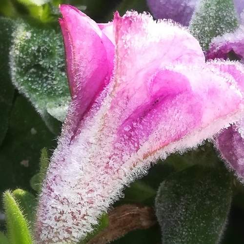 Frosen