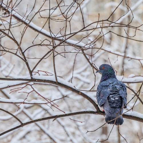 Photo #10282144