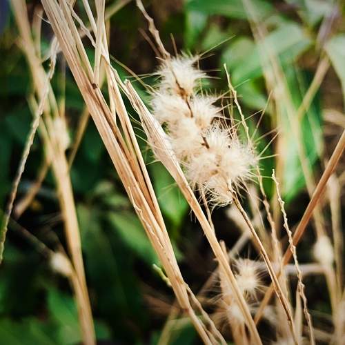 Natural photography