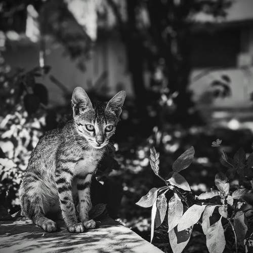 Intense stare