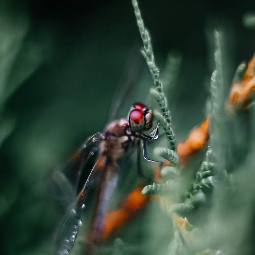 Photo #10283260