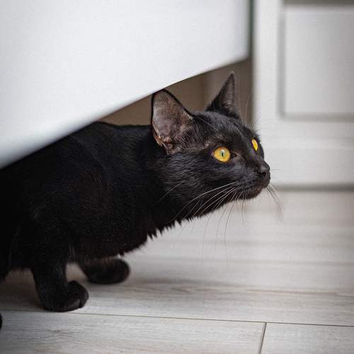 Photo #10283549