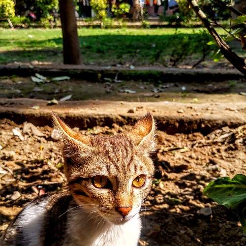 Photo #10285153