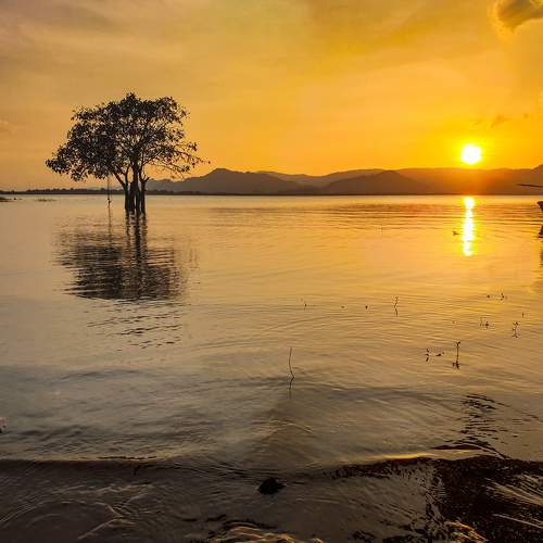The lonely tree