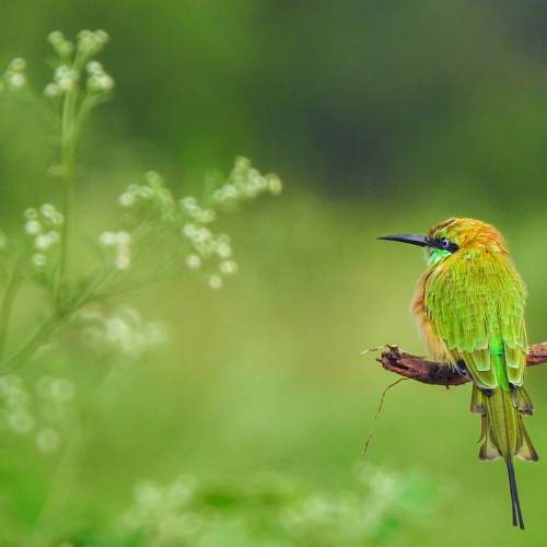 Green beauty