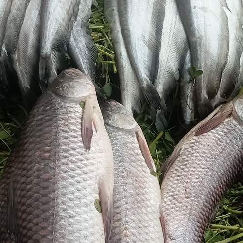 Photo #10288221