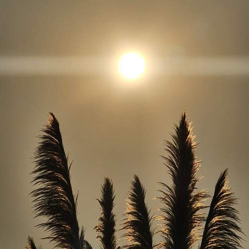 Photo #10288245