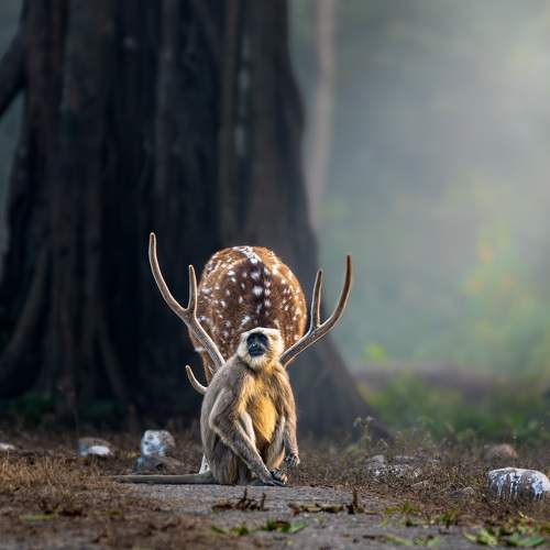 Chital deer with langur.