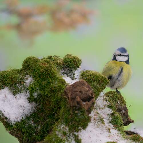 Photo #10289129
