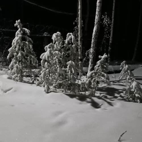 Photo #10289264
