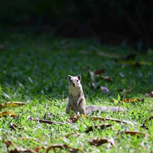 Miniature version of Kangaroo