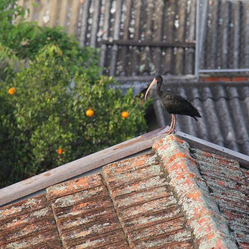 Photo #10290109