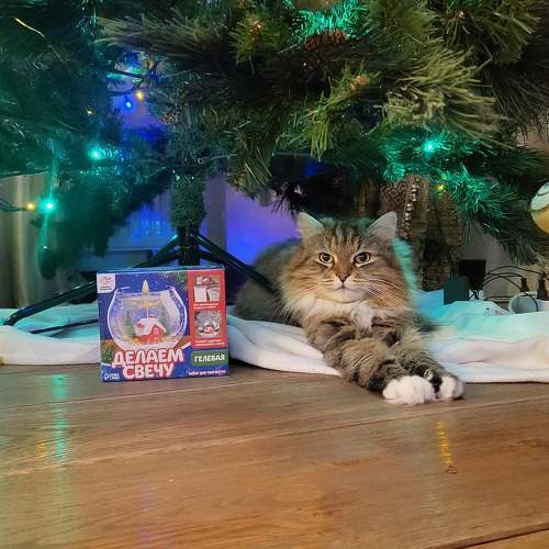 Photo #10293666