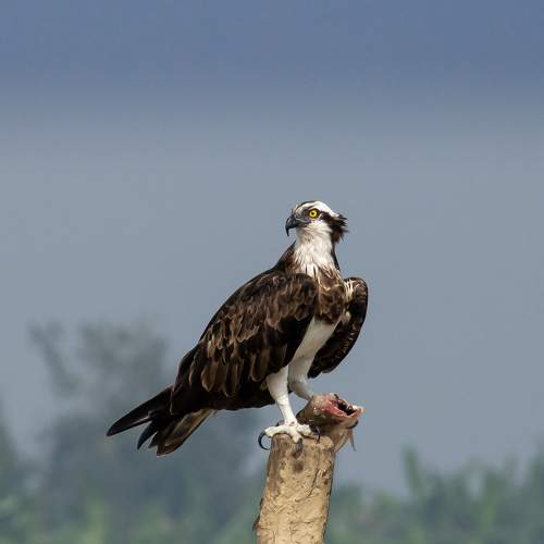 Osprey catching fish and sitting on perch