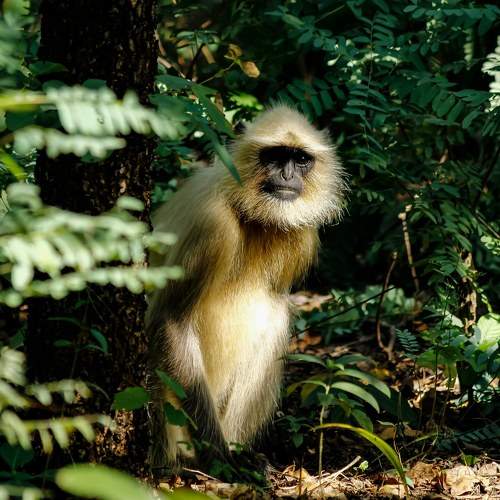 Gray Langur sitting at the base of the tree and peeping