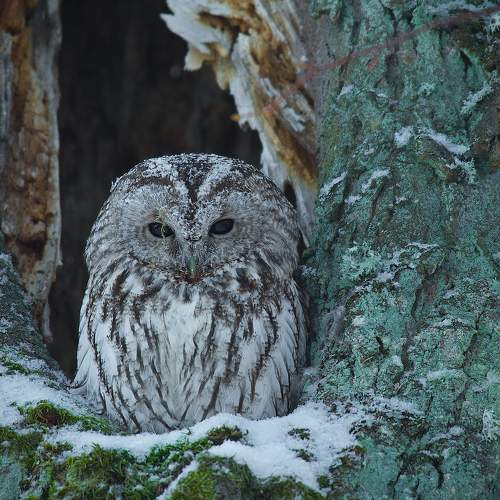 Photo #10294275
