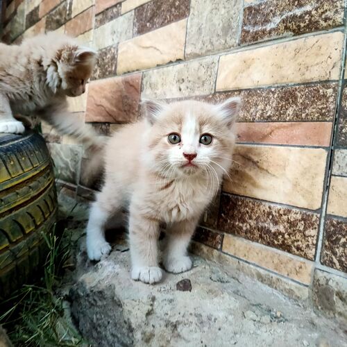 Curious Kitten in a Cozy Corner