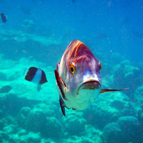 Photo #10294700