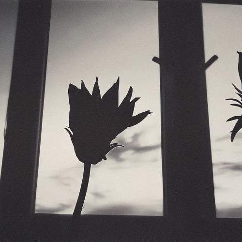 Photo #10295311