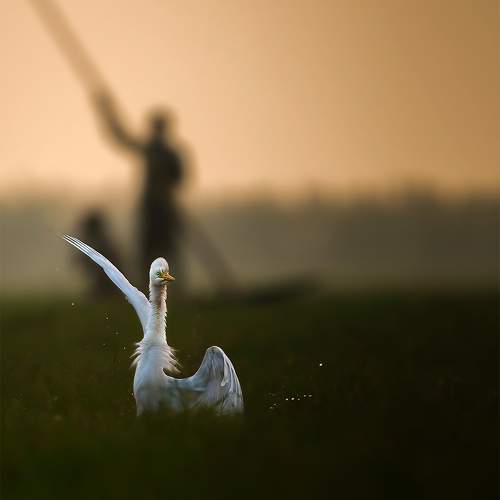 Kung-fu Egret