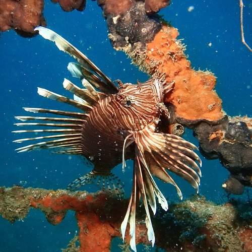 Photo #10296252