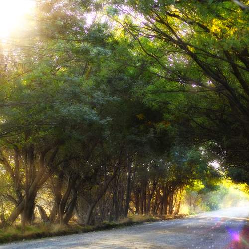 Photo #10297290