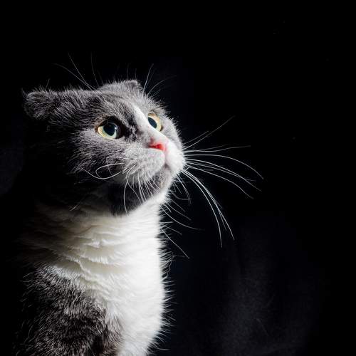 Photo #10297909
