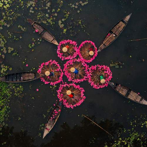 Water lilies harvesting