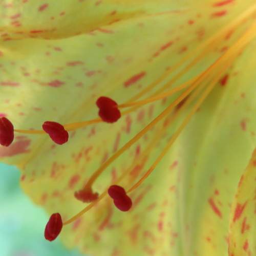 Photo #10298865