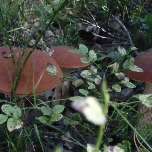 Photo #10299250