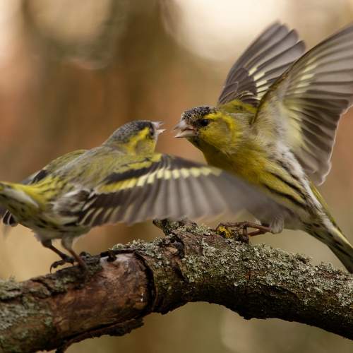 Dispute
