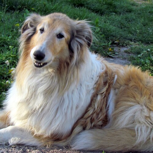 Лиза