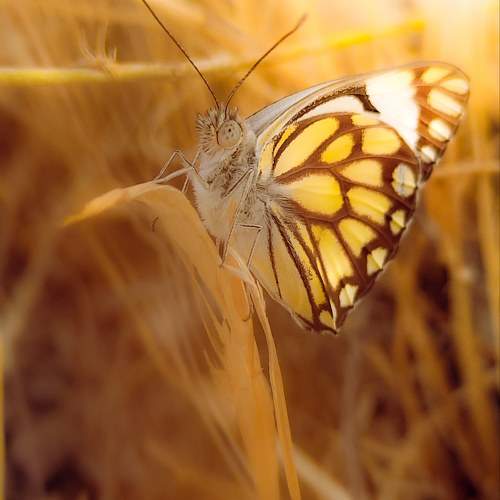 Photo #10300461