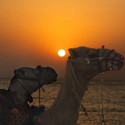 Dromedaries in Marsa Alam