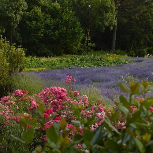 "Лавандовые реки, розовые берега!!!"   "Lavender rivers, banks of roses"