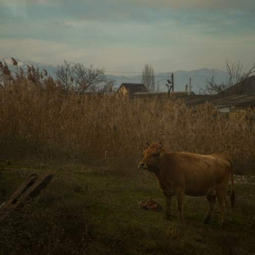 Photo #10305455